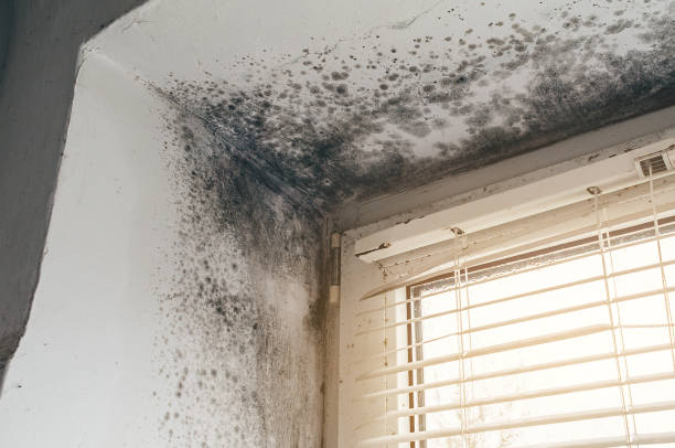 Affordable Mold Cleanup solutions in Stevens, PA