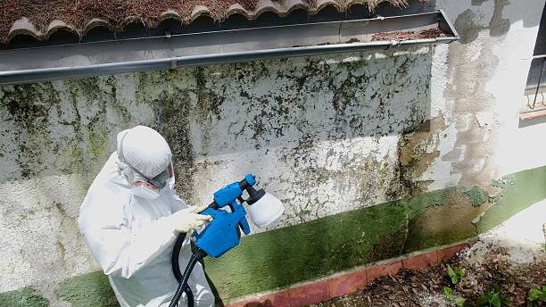 Top rated local Mold Cleanup specialists in Stevens, PA